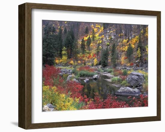 Wenatchee River and Fall Color, Tumwater Canyon, Washington, USA-Jamie & Judy Wild-Framed Premium Photographic Print