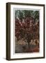 Wenatchee, WA - A Wenatchee Valley Apple Tree-Lantern Press-Framed Art Print