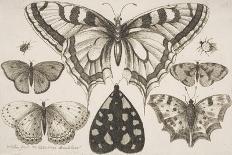 Four Caterpillars and a Snail-Wenceslaus Hollar-Giclee Print