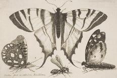 Six Insects, Plate 2 from the Series "Muscarum, Scarabeorum Vermiumque Varie Figure and Formae"-Wenceslaus Hollar-Giclee Print