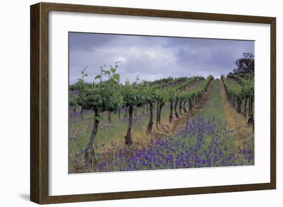 Wendouree Cellars Vineyard-Mick Rock-Framed Premium Giclee Print