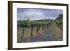 Wendouree Cellars Vineyard-Mick Rock-Framed Premium Giclee Print