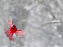 Male Cardinal With Wings Spread, Indianapolis, Indiana, USA-Wendy Kaveney-Photographic Print