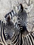 Namibia, Etosha National Park. Portrait of Two Zebras-Wendy Kaveney-Photographic Print