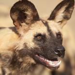 Portrait of an African Wild Dog, Harnas Wildlife Foundation and Guest Farm, Harnas, Namibia-Wendy Kaveney-Photographic Print