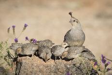 USA, Arizona, Amado. Female Gambel's Quail with Chicks-Wendy Kaveney-Photographic Print