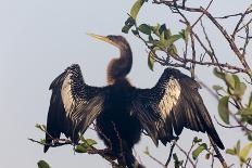 USA, Florida, Everglades NP. An anhinga in tree drying its feathers.-Wendy Kaveney-Photographic Print