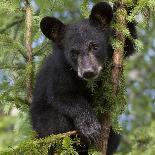 USA, Minnesota, Minnesota Wildlife Connection. Black bear in a tree.-Wendy Kaveney-Photographic Print