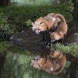 USA, Minnesota, Sandstone. Red fox and kit reflected in water's edge.-Wendy Kaveney-Photographic Print