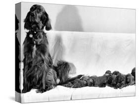 Wendy My Pride a Red Setter with a Litter of Eleven New Born Puppiesy London, December 1968-null-Stretched Canvas