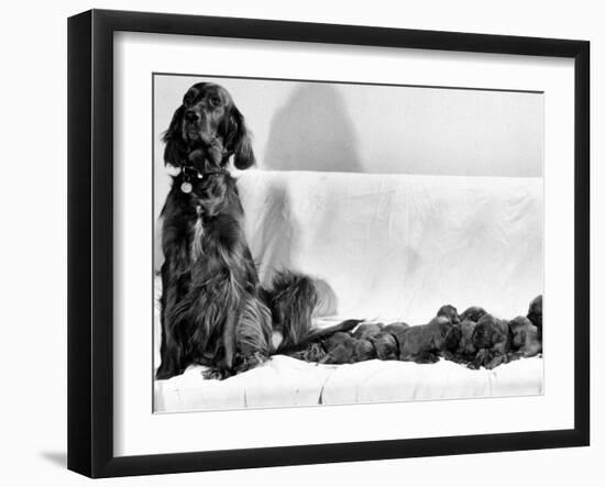 Wendy My Pride a Red Setter with a Litter of Eleven New Born Puppiesy London, December 1968-null-Framed Premium Photographic Print