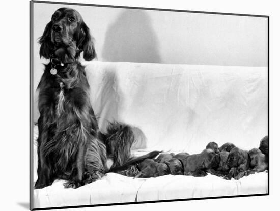 Wendy My Pride a Red Setter with a Litter of Eleven New Born Puppiesy London, December 1968-null-Mounted Premium Photographic Print