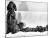 Wendy My Pride a Red Setter with a Litter of Eleven New Born Puppiesy London, December 1968-null-Mounted Photographic Print