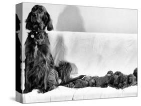 Wendy My Pride a Red Setter with a Litter of Eleven New Born Puppiesy London, December 1968-null-Stretched Canvas