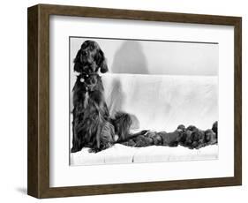 Wendy My Pride a Red Setter with a Litter of Eleven New Born Puppiesy London, December 1968-null-Framed Photographic Print