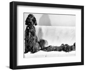 Wendy My Pride a Red Setter with a Litter of Eleven New Born Puppiesy London, December 1968-null-Framed Photographic Print