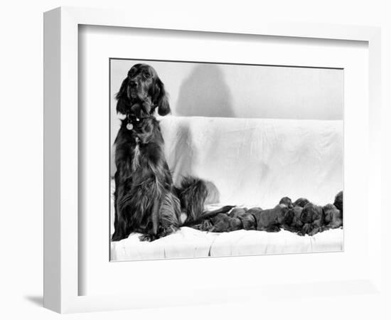 Wendy My Pride a Red Setter with a Litter of Eleven New Born Puppiesy London, December 1968-null-Framed Photographic Print