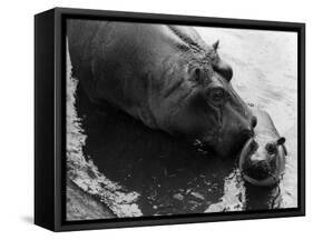 Wendy's Little Wanda: Wanda the Baby Hippo Shy When Making First Public Appearance on Tuesday-null-Framed Stretched Canvas