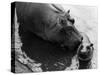 Wendy's Little Wanda: Wanda the Baby Hippo Shy When Making First Public Appearance on Tuesday-null-Stretched Canvas