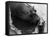 Wendy's Little Wanda: Wanda the Baby Hippo Shy When Making First Public Appearance on Tuesday-null-Framed Stretched Canvas