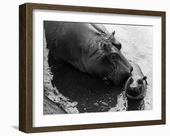 Wendy's Little Wanda: Wanda the Baby Hippo Shy When Making First Public Appearance on Tuesday-null-Framed Photographic Print