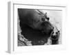 Wendy's Little Wanda: Wanda the Baby Hippo Shy When Making First Public Appearance on Tuesday-null-Framed Photographic Print