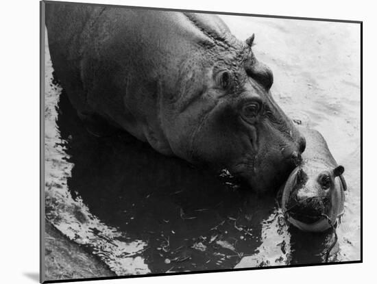 Wendy's Little Wanda: Wanda the Baby Hippo Shy When Making First Public Appearance on Tuesday-null-Mounted Photographic Print