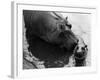 Wendy's Little Wanda: Wanda the Baby Hippo Shy When Making First Public Appearance on Tuesday-null-Framed Photographic Print