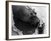 Wendy's Little Wanda: Wanda the Baby Hippo Shy When Making First Public Appearance on Tuesday-null-Framed Photographic Print