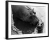 Wendy's Little Wanda: Wanda the Baby Hippo Shy When Making First Public Appearance on Tuesday-null-Framed Photographic Print