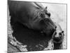 Wendy's Little Wanda: Wanda the Baby Hippo Shy When Making First Public Appearance on Tuesday-null-Mounted Photographic Print