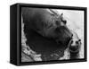 Wendy's Little Wanda: Wanda the Baby Hippo Shy When Making First Public Appearance on Tuesday-null-Framed Stretched Canvas