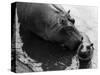 Wendy's Little Wanda: Wanda the Baby Hippo Shy When Making First Public Appearance on Tuesday-null-Stretched Canvas