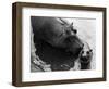 Wendy's Little Wanda: Wanda the Baby Hippo Shy When Making First Public Appearance on Tuesday-null-Framed Photographic Print