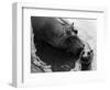 Wendy's Little Wanda: Wanda the Baby Hippo Shy When Making First Public Appearance on Tuesday-null-Framed Photographic Print