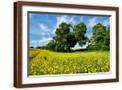 Brown Frame