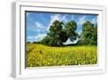 White Frame