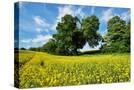 Stretched Canvas