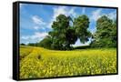 Canvas Black