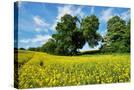 Stretched Canvas