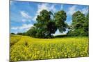 Wood Mount
