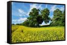Canvas Black