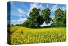 Stretched Canvas