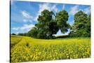 Stretched Canvas