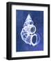 Wentletrap Shell (indigo)-Bert Myers-Framed Giclee Print