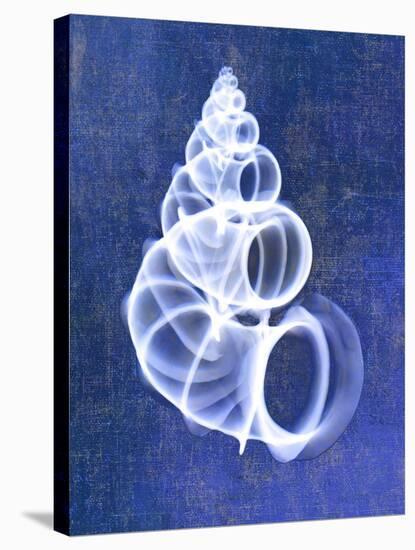 Wentletrap Shell (indigo)-Bert Myers-Stretched Canvas