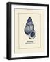 Wentletrap Shell-Gregory Gorham-Framed Art Print