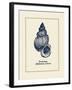 Wentletrap Shell-Gregory Gorham-Framed Art Print