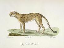 A Jaguar-Werner-Giclee Print
