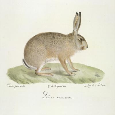 A Common Hare